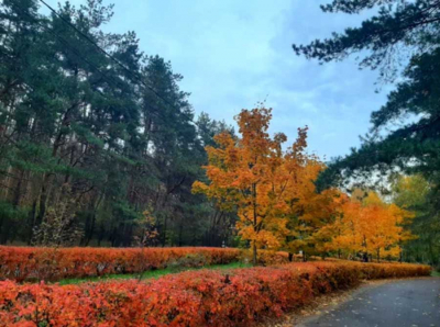 Арбитраж против МИЗО: борьба Транзит-Ойл Черноземья за участок в лесопарке