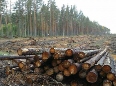 От Галереи &laquo;Енисей&raquo; до хищнической вырубки леса: как бюджетные инициативы в Красноярском крае обслуживают интересы московских фирм и создают экологические затруднения